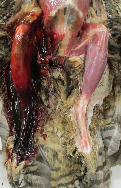 Right leg of a dead great horned owl showing extensive subcutaneous hemorrhage caused by anticoagulant rodenticide poisoning.